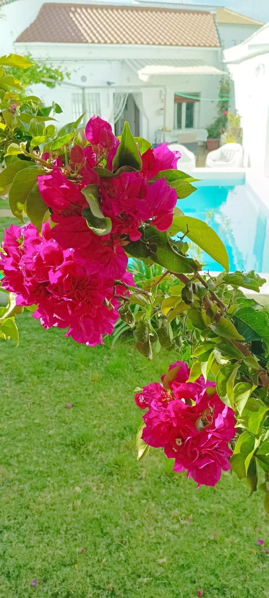 Carrion de Los Cespedes Casa Con Piscina Cerca De Sevilla מראה חיצוני תמונה