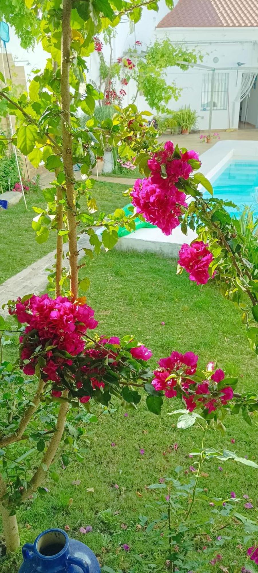 Carrion de Los Cespedes Casa Con Piscina Cerca De Sevilla מראה חיצוני תמונה